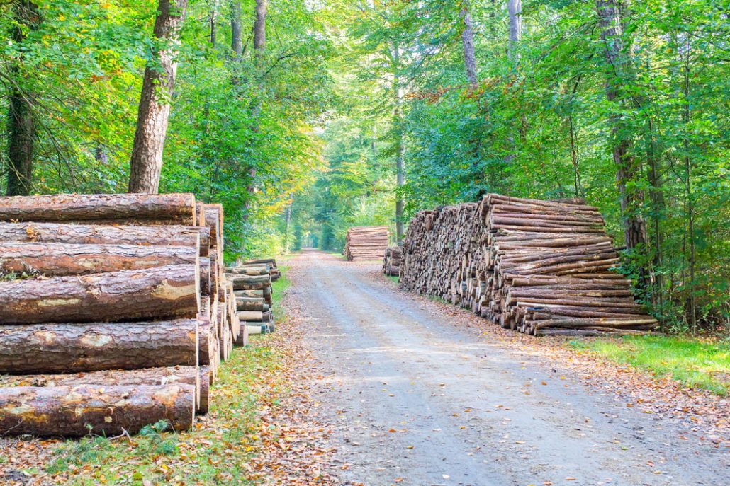 Forsetry Stewardship Council UK – The Great Slat Wall Company